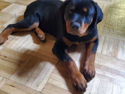 Rottweiler puppies