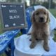 AKC Golden Retriever Puppies
