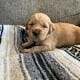 Akc Golden Retriever puppies