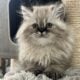 Persian kittens