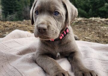 AKC registered Silver lab puppies