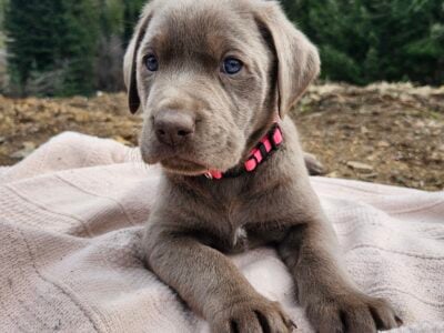 AKC registered Silver lab puppies