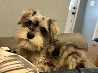 CKC MINI SCHNAUZER