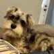 CKC MINI SCHNAUZER