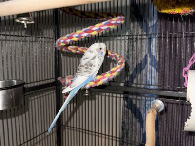 Handsome Male Parakeet