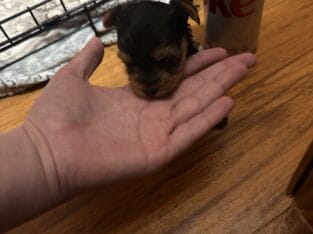 CKC female Teacup Yorkie