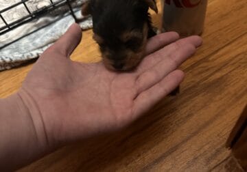 CKC female Teacup Yorkie