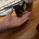 CKC female Teacup Yorkie