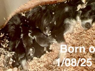 2 Border Collies