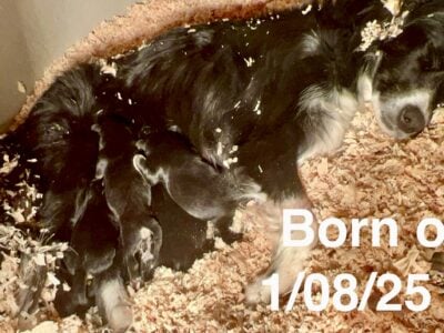 2 Border Collies
