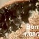2 Border Collies