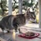Elisha: Cat for Adoption