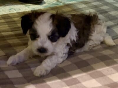 Churro – Chinese Crested Powderpuff