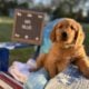 AKC Golden Retriever Puppies