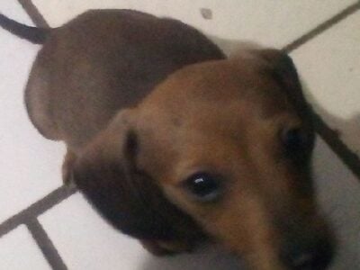 Dachshund pup 1