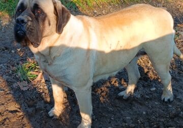 English Mastiff