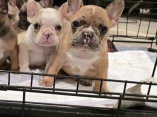 Frenchies
