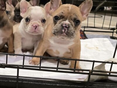 Frenchies