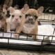 Frenchies