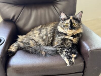 Torti Medium Hair Female 6 months
