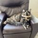 Torti Medium Hair Female 6 months