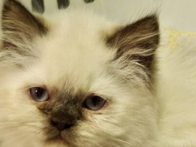 ESA Ragdoll Kitten