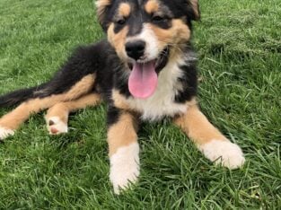 Australian Shepherd (Smoky)