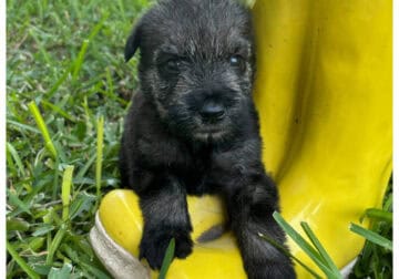 Chanel-Giant Schnauzer-Salt & Pepper