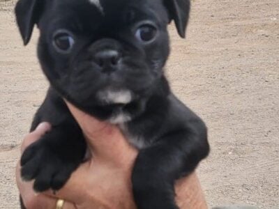Black. Pug