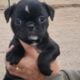 Black. Pug