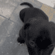 American Bully Puppy