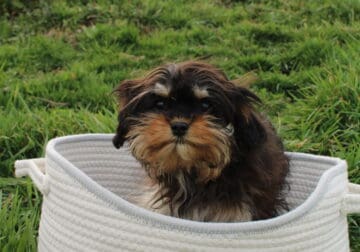 6 month Cavapoo