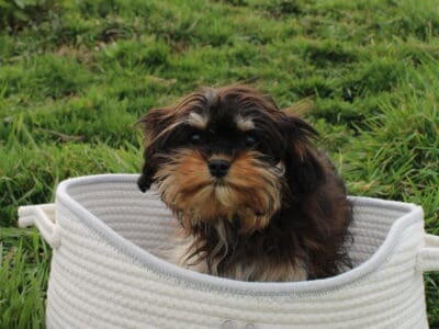 6 month Cavapoo