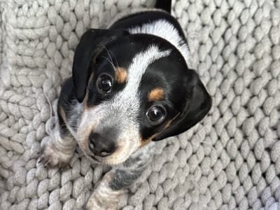 Miniature Dachshund Female