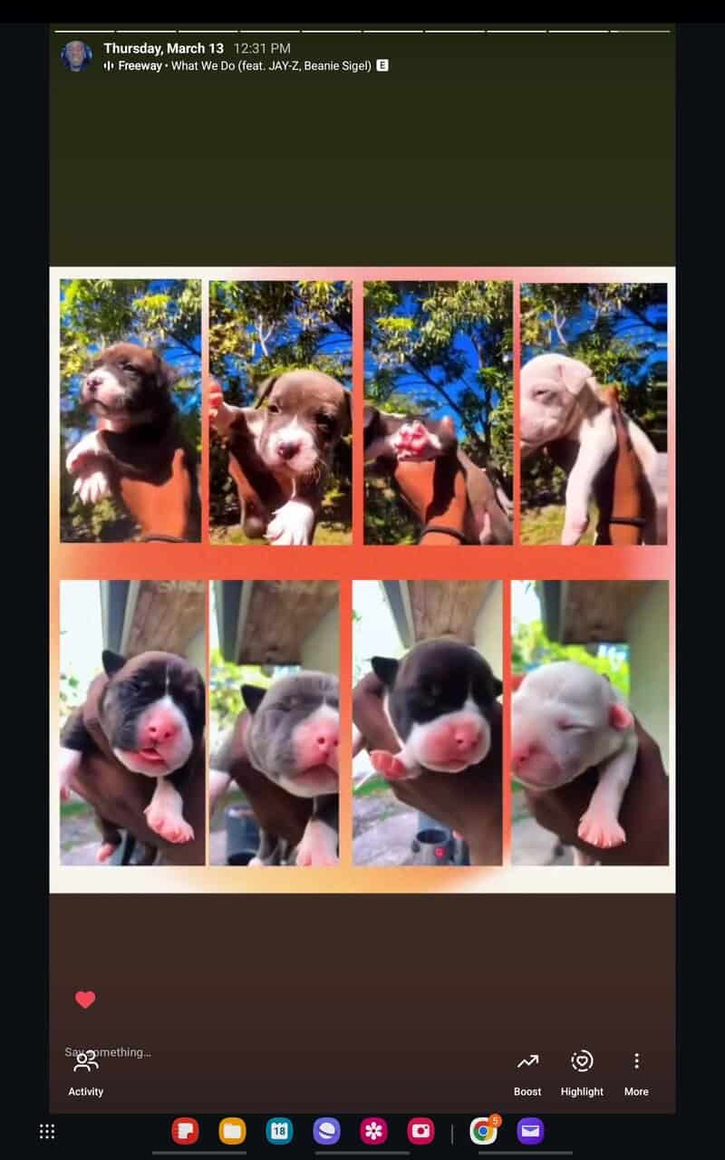 Pitbull puppies lover’s