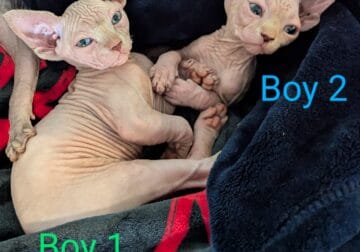 Male pink sphynx kittens