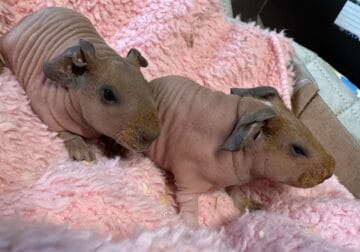 Skinny Pigs