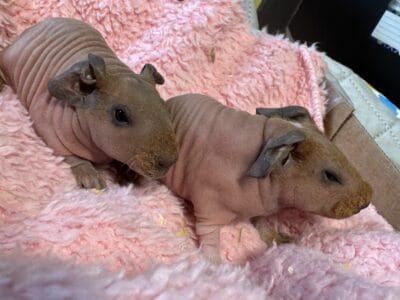 Skinny Pigs
