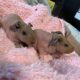 Skinny Pigs