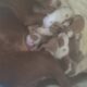Full blooded pitbull puppies