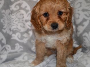 Cute Little Male Cavapoo. 7 weeks old