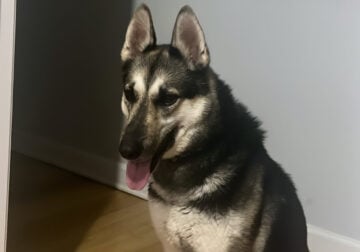 German shepherd husky
