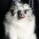 Cleo AKC Pomeranian
