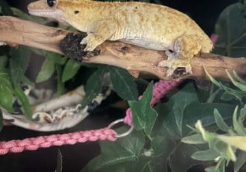 Crested gecko rehome