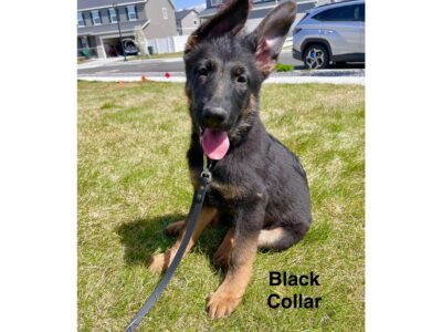Purebred German Shepherd Puppy – Black Collar