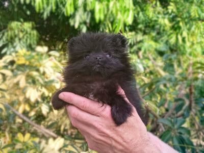 Teacup Black Pomeranian Puppy Female