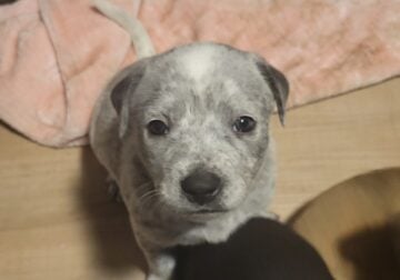 Puppies Ready For Forever Home