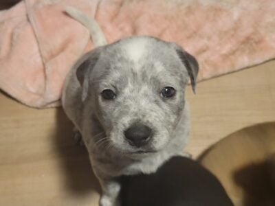 Puppies Ready For Forever Home
