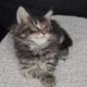 Maine Coon Kittens