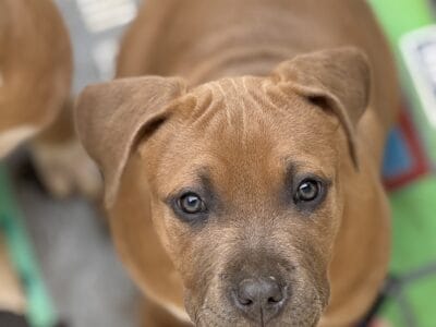 American Bully Puppies